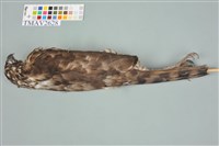 鳳頭蒼鷹藏品圖，第12張